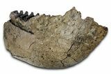 Southern Mammoth Partial Mandible with M Molar - Hungary #337194-7